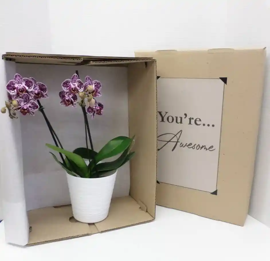 Orquídea Multiflora En Caja De Regalo