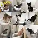 Kit Entrenamiento Baño Para Gatos City Kitty