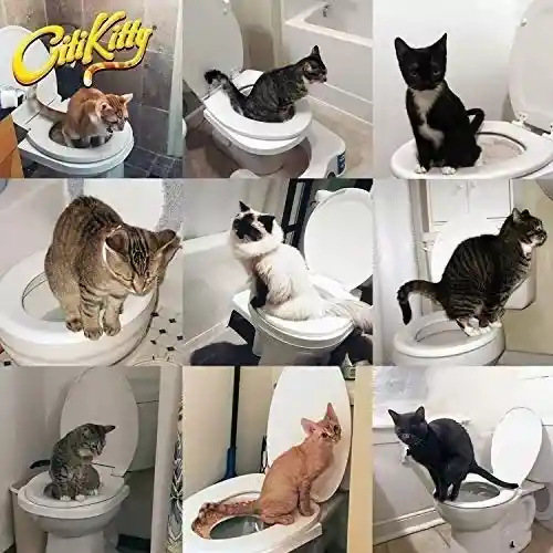 Kit Entrenamiento Baño Para Gatos City Kitty