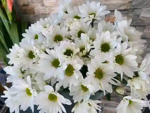 Margaritas Blancas
