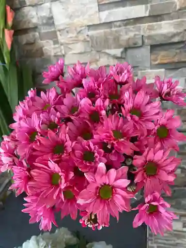 Margaritas Rosado Fuerte