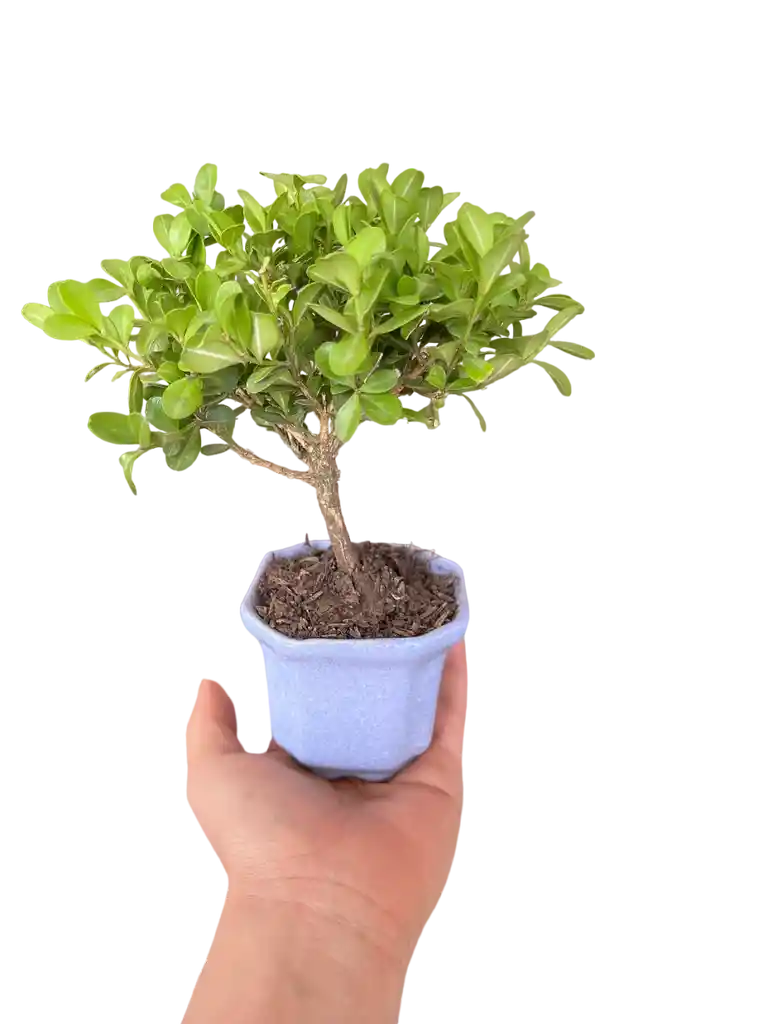 Mini Bonsái Buxus