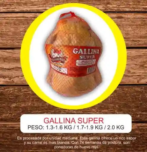 Gallina Super 1.3 A 1.6 Kilos