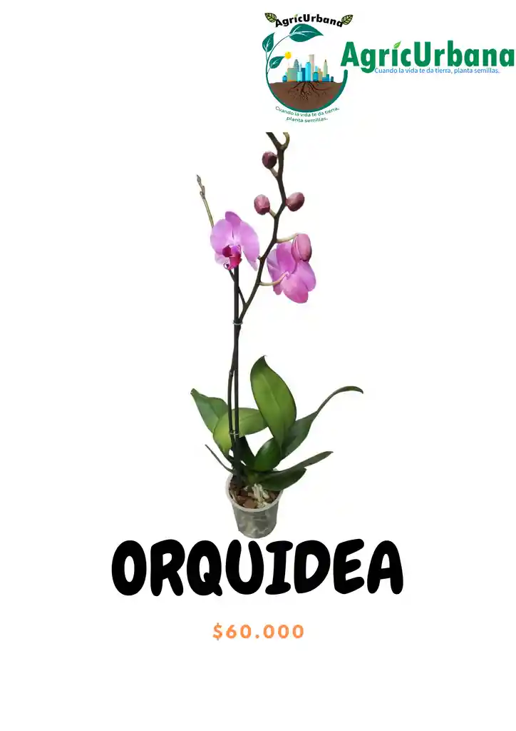 Orquídea Floral Planta Regalo 1 Vara