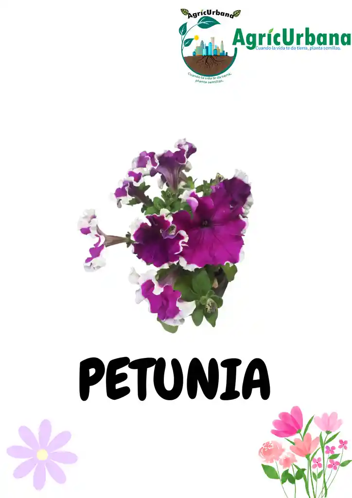 Petunia Planta Mata Hogar Regalo Decorar