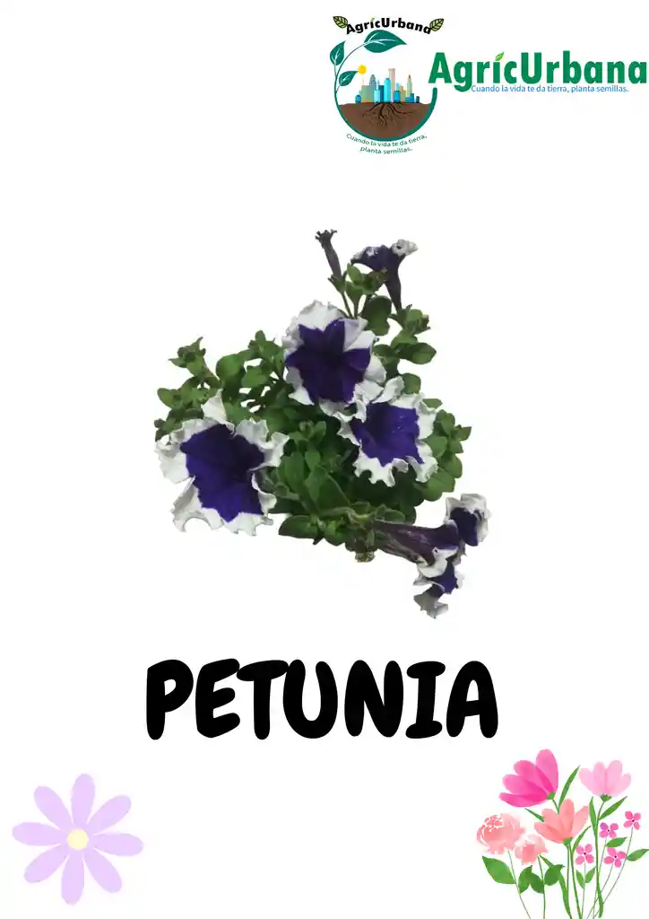 Petunia Planta Mata Hogar Regalo Decorar