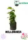 Planta Millonaria Mata Fortuna Hogar Casa Decoración