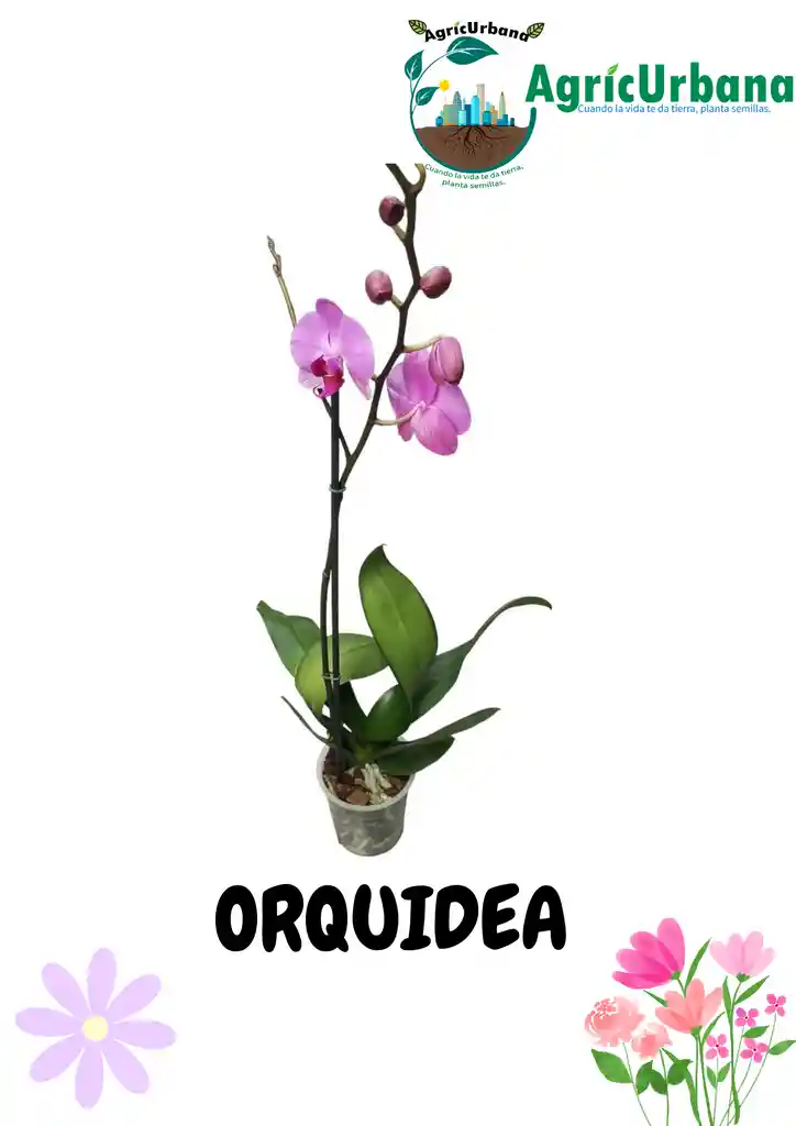 Orquídea Floral Planta Regalo Phalaenopsis