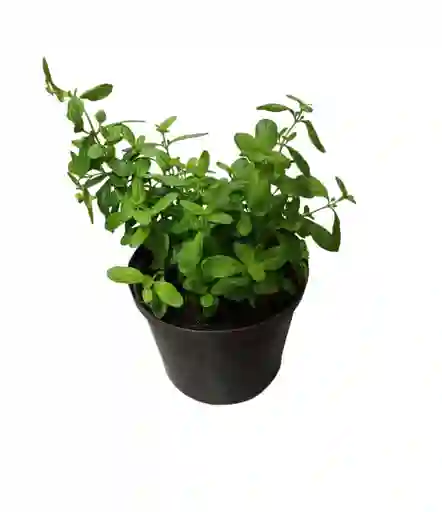 Menta Aromatica Planta Mata Viva Adorno Decoración