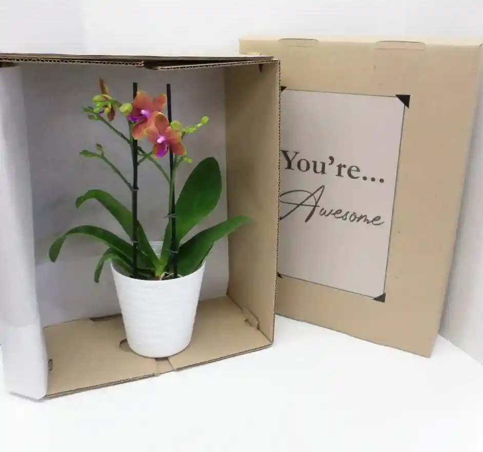 Orquídea Multiflora En Caja De Regalo