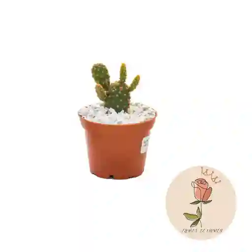 Cactus Pequeño De Interior