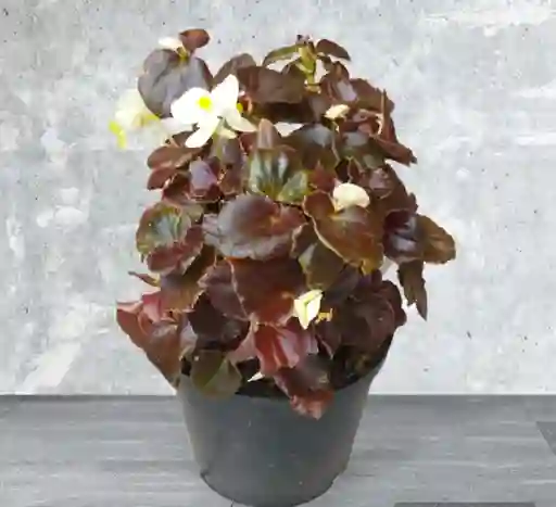 Planta Begonia Flor Blanca