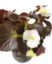 Planta Begonia Flor Blanca