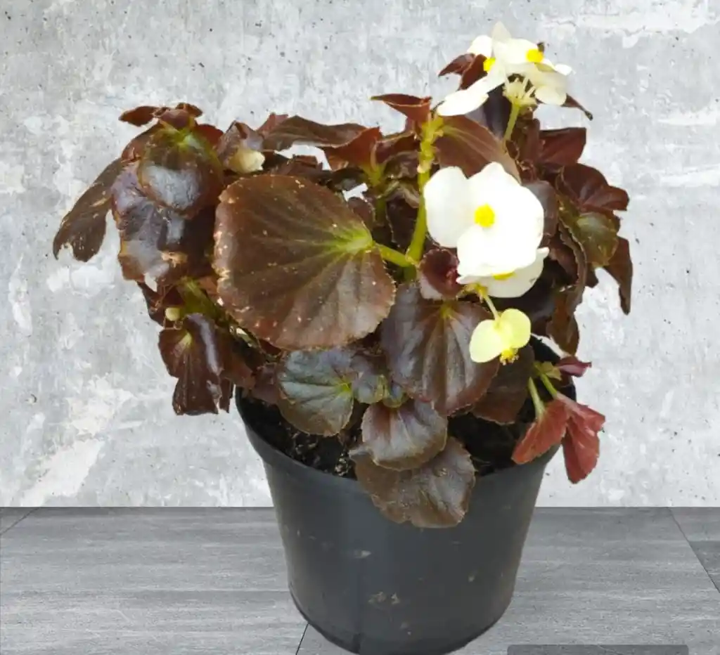 Planta Begonia Flor Blanca