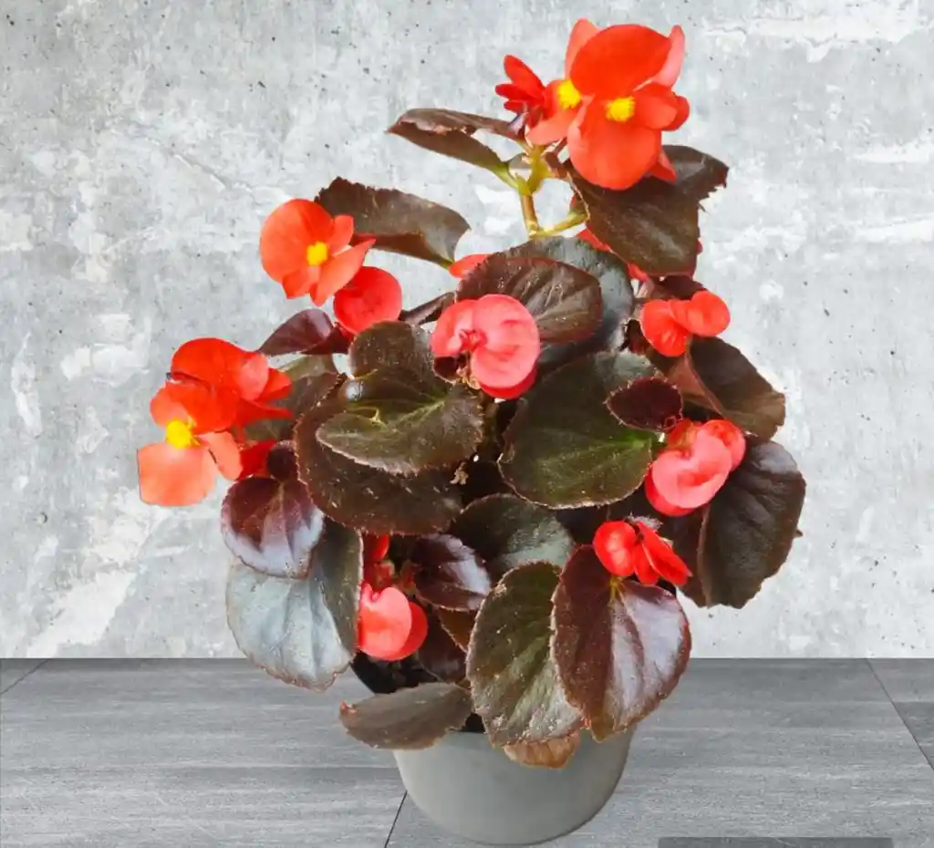 Planta Begonia Flor Roja