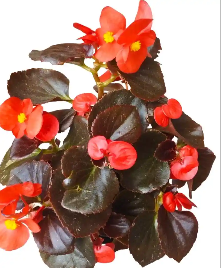 Planta Begonia Flor Roja