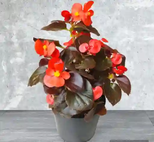 Planta Begonia Flor Roja