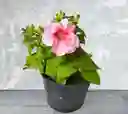 Planta Petunia Rosada