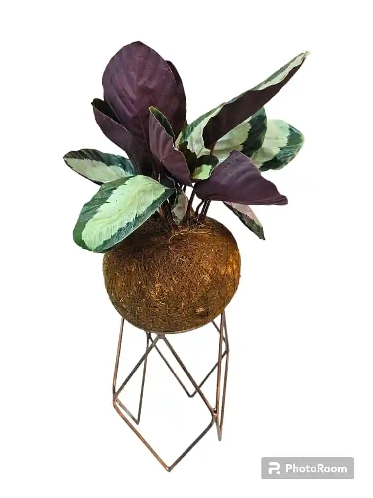 Kokedama Makoyana