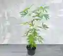 Planta Cannabis O Marihuana