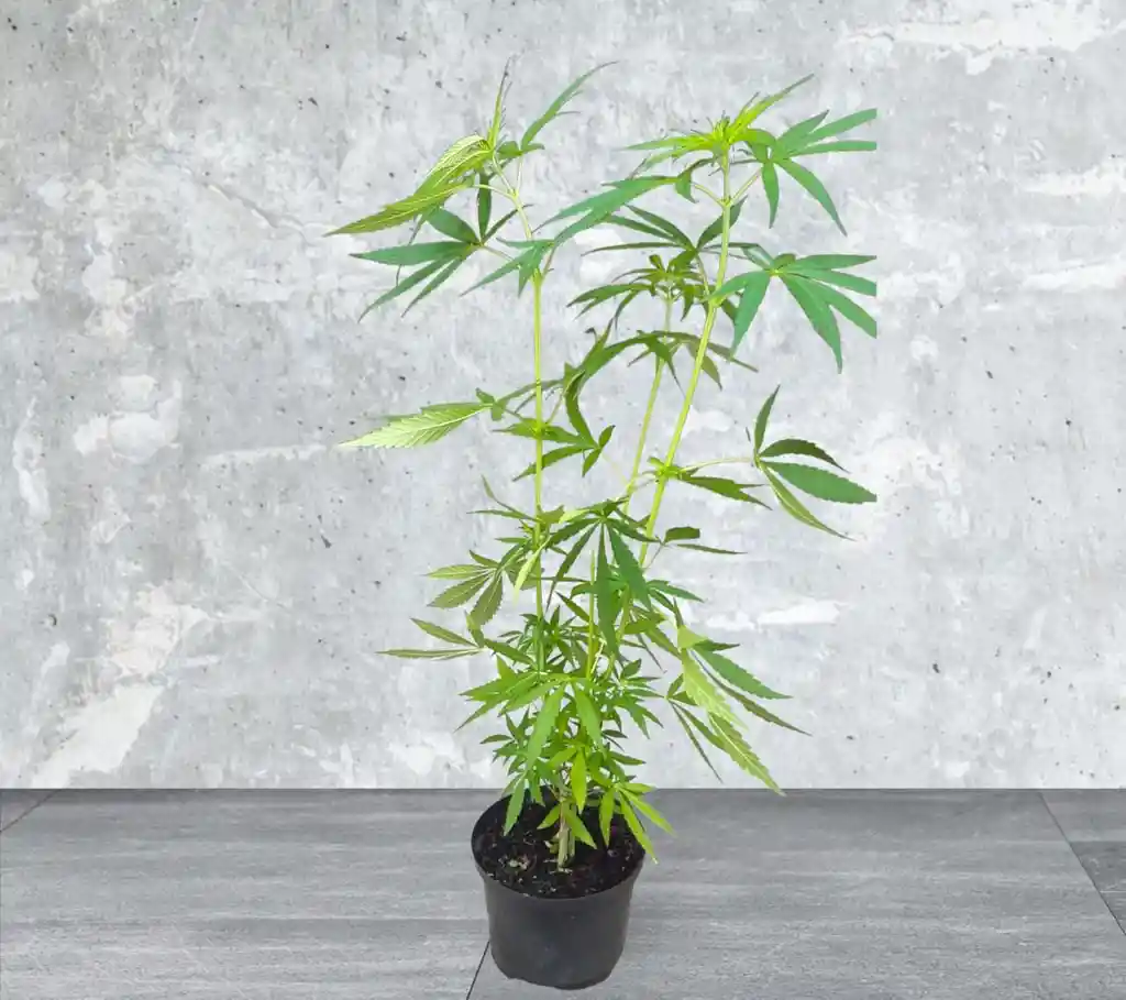 Planta Cannabis O Marihuana