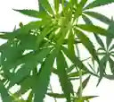 Planta Cannabis O Marihuana