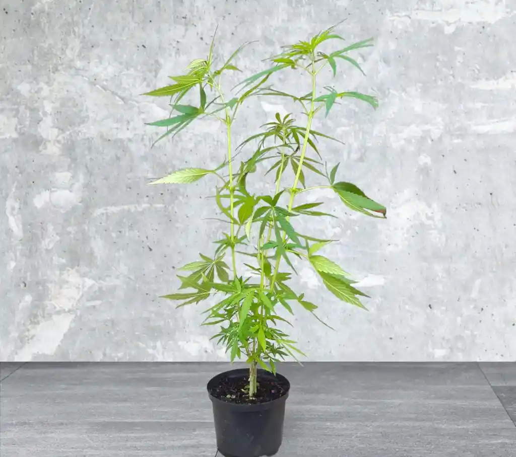 Planta Cannabis O Marihuana