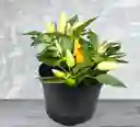 Planta Aji Ornamental