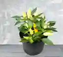 Planta Aji Ornamental