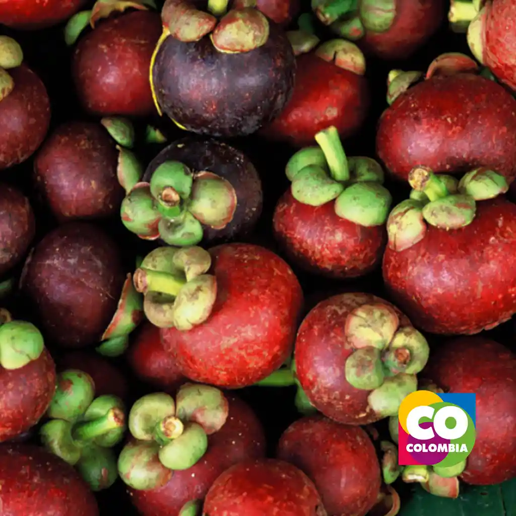 Mangostino Por Libra