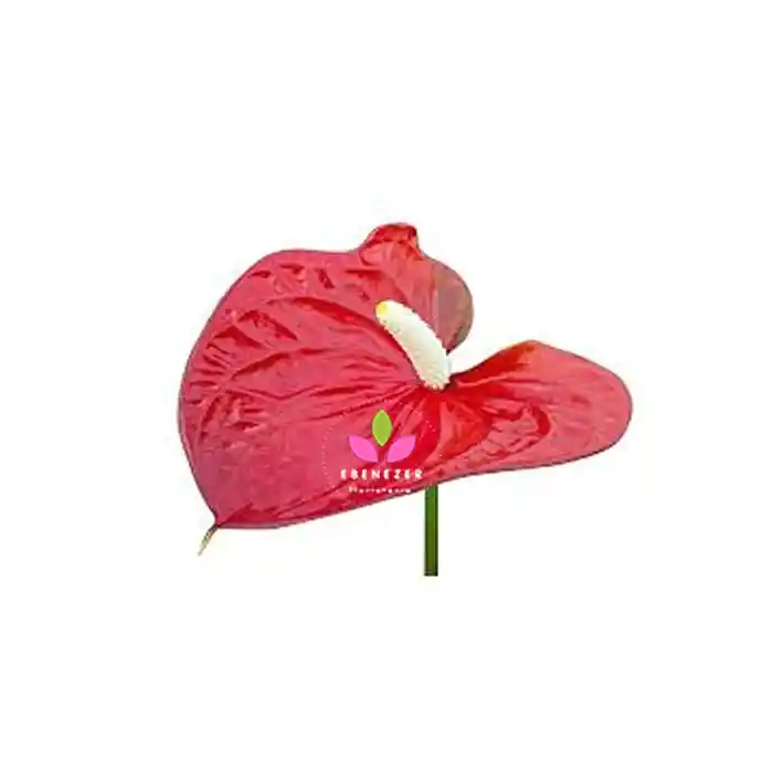 Anturio Por Unidad - Flores En Cali