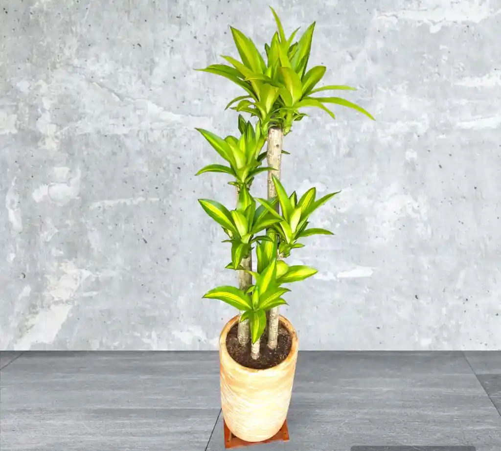 Planta Tronco De La Felicidad Con Matera De Barro