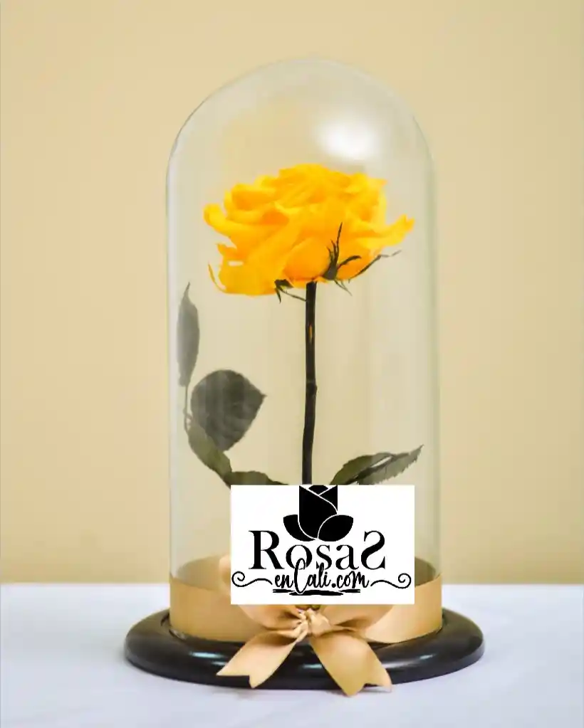 Rosa Preservada