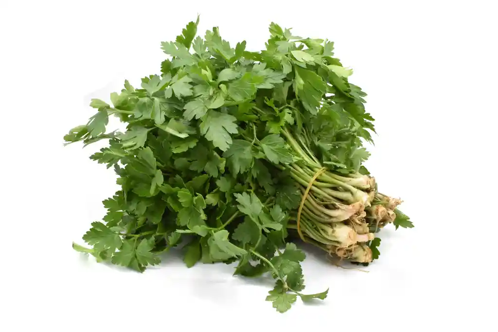 Cilantro