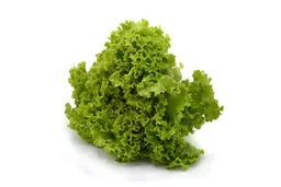 Lechuga Verde Crespa