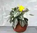 Kokedama Afelandra Variegada