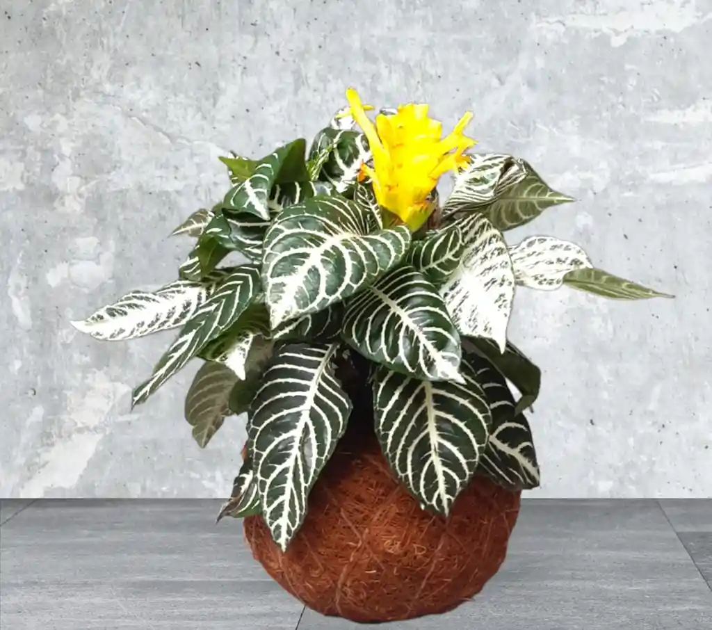 Kokedama Afelandra Variegada