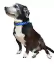Collar Correa Reata Perros Azul Huellas Huesos Perros Medianos-grandes