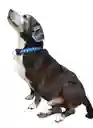 Collar Correa Reata Perros Azul Huellas Huesos Perros Medianos-grandes