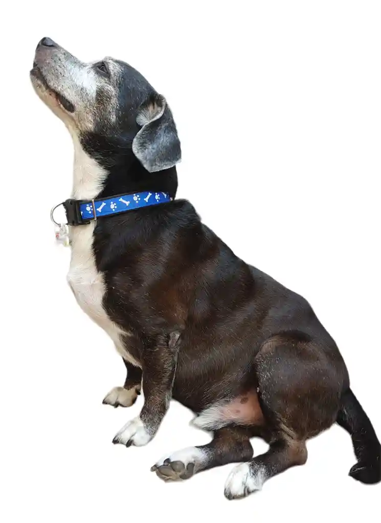 Collar Correa Reata Perros Azul Huellas Huesos Perros Medianos-grandes