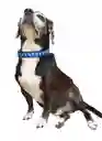 Collar Correa Reata Perros Azul Huellas Huesos Perros Medianos-grandes