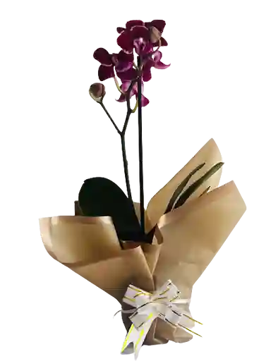 Orquídea Mini Morado