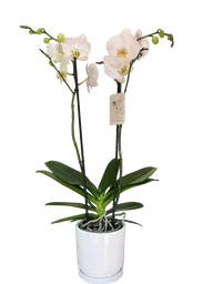  Orquidea Premium Blanca  Matera Porcelana 