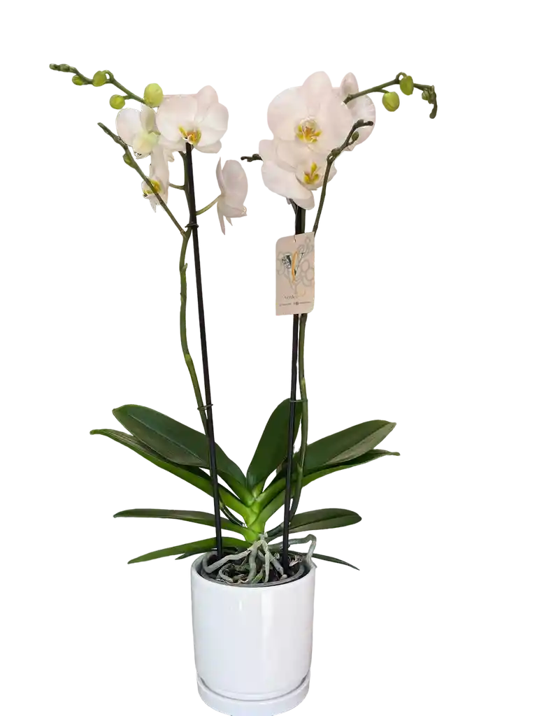  Orquidea Premium Blanca  Matera Porcelana 