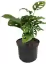 Hoja Rota O Monstera Adansoni - Detalle Con Amor Para Regalo En Fecha Especial, Amor Y Amistad, Cumpleaños, Aniversarios, Condolencias, Graduación, Felicitación Y Agradecimiento.