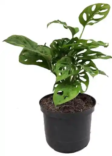 Hoja Rota O Monstera Adansoni - Detalle Con Amor Para Regalo En Fecha Especial, Amor Y Amistad, Cumpleaños, Aniversarios, Condolencias, Graduación, Felicitación Y Agradecimiento.