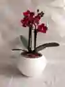 Flores - Miniorquidea En Matera De Ceramica - Detalle Con Amor Para Regalo En Fecha Especial, Amor Y Amistad, Cumpleaños, Aniversarios, Condolencias, Graduación, Felicitación Y Agradecimiento.