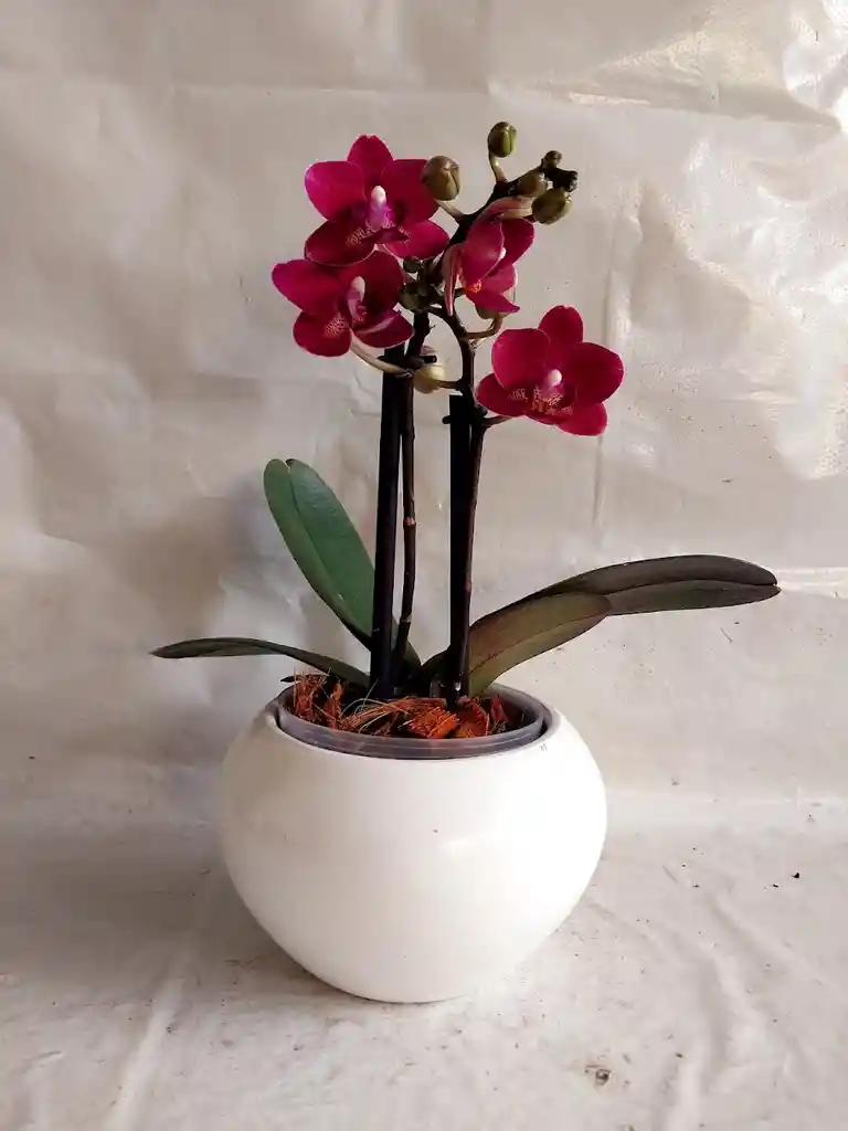 Flores - Miniorquidea En Matera De Ceramica - Detalle Con Amor Para Regalo En Fecha Especial, Amor Y Amistad, Cumpleaños, Aniversarios, Condolencias, Graduación, Felicitación Y Agradecimiento.