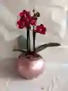 Flores - Miniorquidea En Matera De Ceramica - Detalle Con Amor Para Regalo En Fecha Especial, Amor Y Amistad, Cumpleaños, Aniversarios, Condolencias, Graduación, Felicitación Y Agradecimiento.