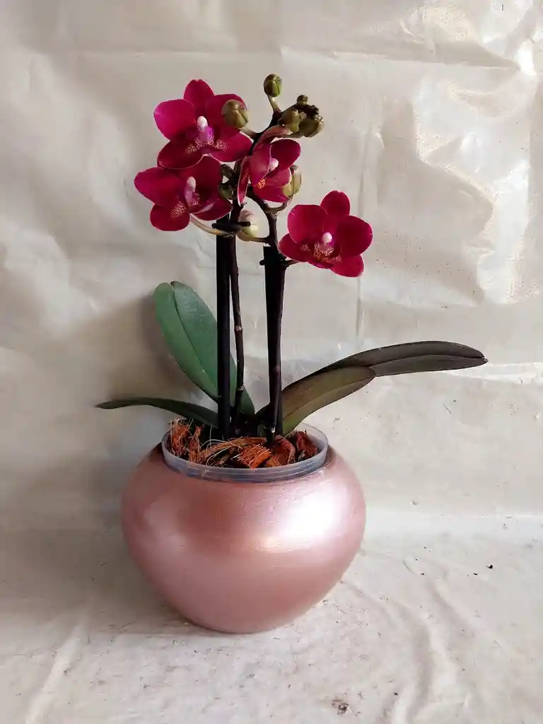 Flores - Miniorquidea En Matera De Ceramica - Detalle Con Amor Para Regalo En Fecha Especial, Amor Y Amistad, Cumpleaños, Aniversarios, Condolencias, Graduación, Felicitación Y Agradecimiento.